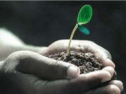 Tế bào thực vật cảm nhận được sự đụng chạm