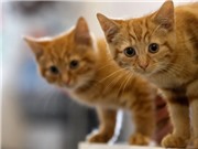 Phương pháp mới triệt sản cho mèo cái không cần phẫu thuật