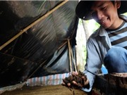 Giải pháp xanh từ trùn quế 