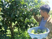 Đắk Nông: Mô hình thí điểm sản xuất xoài, bơ, sầu riêng theo chuỗi giá trị