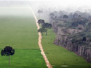 Các hệ sinh thái có nguy cơ đến điểm tới hạn sớm hơn dự kiến