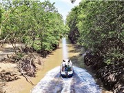 Phục hồi rừng ngập mặn sau bão
