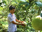 Bảo hộ chỉ dẫn địa lý: Đánh thức những tiềm năng
