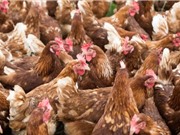 Phát hiện gene ngăn virus cúm gia cầm lây sang người