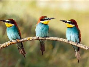 Các loài chim cũng bỏ nhau vì kẻ thứ ba 