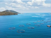 Australis tham vọng sản xuất 50.000 tấn cá chẽm tại Việt Nam