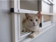 Cúm gia cầm lây nhiễm sang mèo tại Hàn Quốc