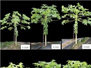 Tăng khả năng kháng bệnh đốm vòng cho cây đu đủ bằng kỹ thuật chủng kháng