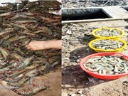 Cà Mau: Nuôi tôm sú kết hợp với rong câu chỉ vàng