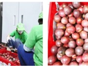 Quy trình kéo dài thời gian bảo quản chanh dây 