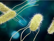 Chế tạo KIT phát hiện nhanh vi khuẩn Salmonella trong sản phẩm thịt gia súc, gia cầm