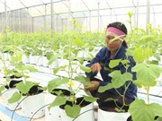 Bộ KH&CN và Bộ NN&PTNT: Sẽ xây dựng chương trình ứng dụng công nghệ sinh học trong nông nghiệp