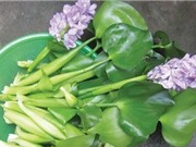 Các loài ngoại lai xâm lấn lan rộng ngoài tầm kiểm soát