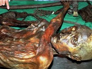 Người băng Ötzi có trán hói và da màu