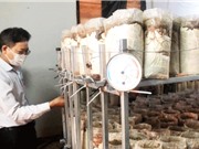 Đắk Lắk: Xây dựng mô hình trồng nấm mối đen