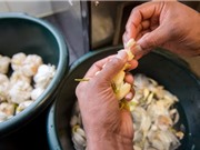 Sữa chua giúp xua tan hơi thở mang mùi tỏi 