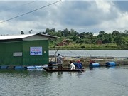 Đắk Lắk: Nuôi cá lăng nha trong lồng bè 