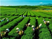 Xây dựng cơ sở dữ liệu đánh giá và xác định nguồn gốc trà Việt Nam