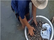 Cà Mau: Nuôi sò huyết kết hợp tôm sú 