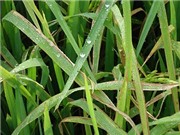 Nano bạc chitosan ức chế vi khuẩn gây bệnh bạc lá ở lúa
