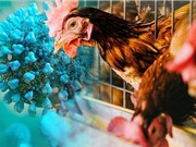 Gà chỉnh sửa gene để kháng cúm gia cầm