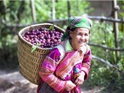 Khai thác nguồn gen bản địa mận máu Hà Giang và mận chín sớm Lạng Sơn