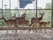Còn lỗ hổng pháp lý trong gây nuôi động vật hoang dã