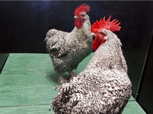 Gà trống có thể nhận ra bản thân trong gương