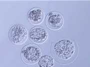 Nhật Bản nuôi thành công phôi chuột trong không gian