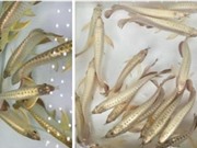 TPHCM: Sản xuất  giống cá rồng kiểu hình kim long