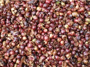 Sản xuất rượu vang từ vỏ cà phê