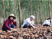 Đắk Lắk: Xác định giá trị 7 loài nấm linh chi dược liệu 