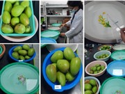 Kéo dài thời gian bảo quản nông sản bằng chế phẩm chitosan từ vỏ tôm