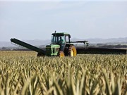 Những việc AI có thể giúp nông dân giải quyết