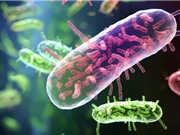 [Video] Sản xuất điện từ vi khuẩn E. coli