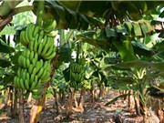 Dịch chiết lá chuối già có khả năng tiêu diệt nhanh gọn sâu tơ