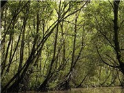 Dùng vệ tinh đo carbon trong các đầm lầy than bùn