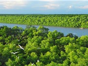 TPHCM: Ứng dụng GIS trong quản lý rừng ngập mặn Cần Giờ 