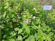 Thử nghiệm trồng rau chịu mặn 