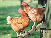 Gà thể hiện cảm xúc qua tiếng kêu