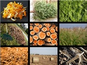 Cải tạo độ chua mặn của đất bằng than sinh học từ phụ phẩm nông nghiệp