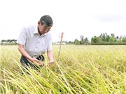 Bảo hộ giống cây trồng: Một bài toán khó