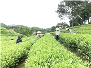 Hồi sinh thương hiệu trà Sông Cầu