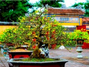 Bảo hộ chỉ dẫn địa lý “Huế” cho hoa mai vàng