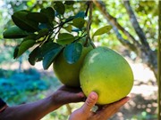 Bảo hộ chỉ dẫn địa lý “Huế” cho bưởi Thanh trà