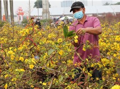Bảo hộ chỉ dẫn địa lý “Bình Định” cho cây mai vàng