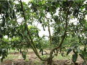 Đắk Nông: Sản xuất mỹ phẩm từ trái bơ