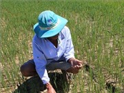 Hạn chớp nhoáng liên quan đến hiện tượng El Niño