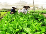 TPHCM: 100% mẫu rau đạt chuẩn an toàn vào năm 2030