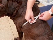 Vì sao chó tha mồi Labrador có thân hình mập mạp